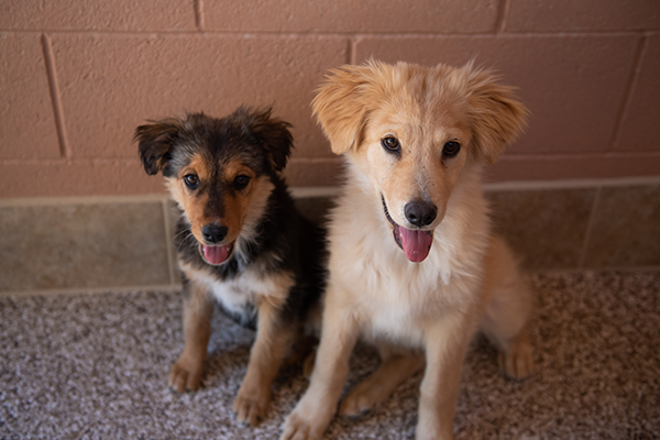 Two brown puppies smiling