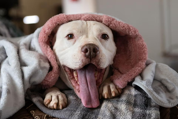 A white dog named Mai Tai gets cozy in a blanket
