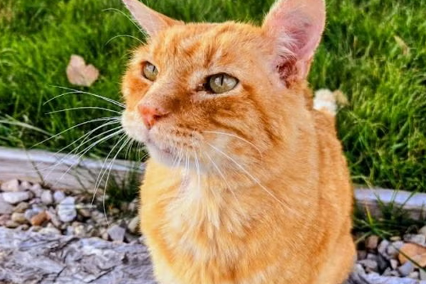 An orange cat named Spalding outside in the grass