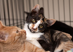 A brown and white cat tilting its head