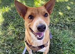 A tan dog named Winnie smiles