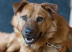 A handsome brown dog named gilmore