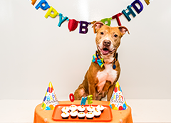 A tan dog named Tanya celebrates a birthday with cupcakes