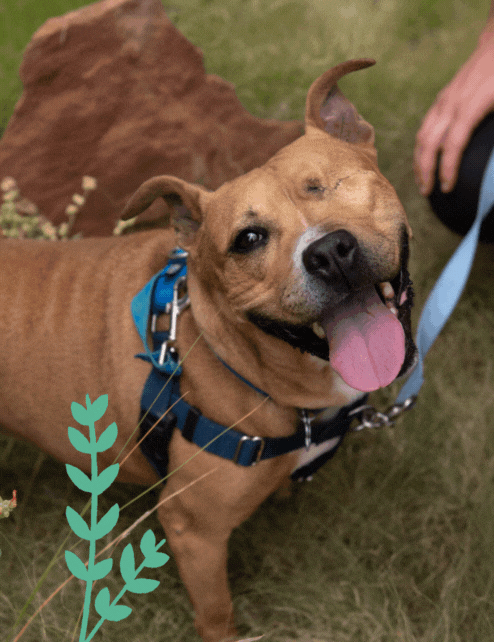 National Underdog Day sponsor Norberta