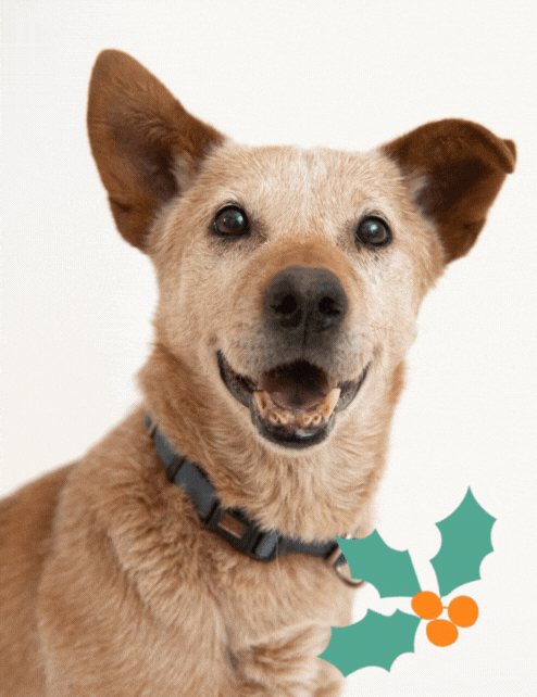 National Underdog Day sponsor Dorian