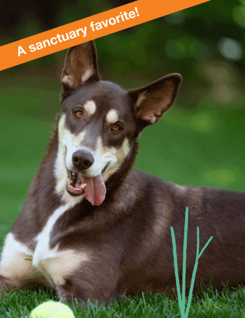 National Underdog Day Sponsor Caboodle the dog