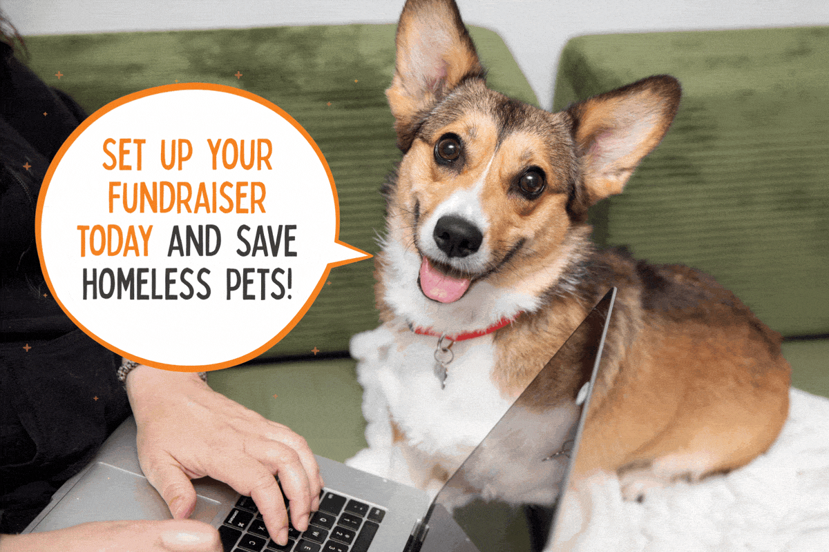 Corgi dog asking you to help homeless pets Giving Tuesday with a fundraiser
