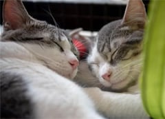 Two gray and white cats share a nap.