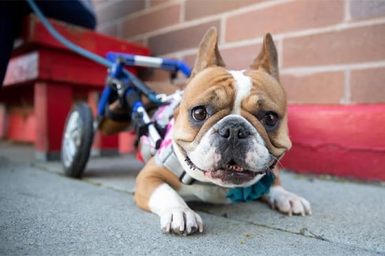 Birdie the dog smiles joyfully