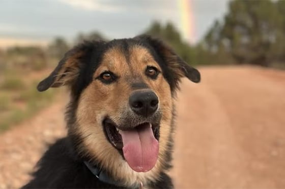 Bolt the dog smiles as a rainbow appears behind him
