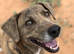 A brown dog named Cordelia is available for adoption