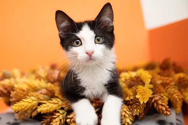 All gifts triple-matched for Giving Tuesday — make 3x the difference for homeless cats and dogs in shelters.