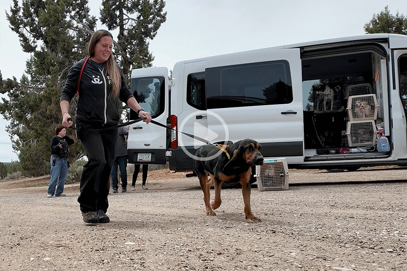 Watch the video and meet the welcome committee at Dogtown