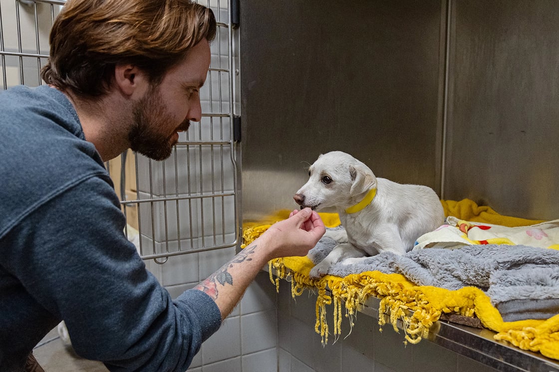 Help pets affected by the Spokane fires