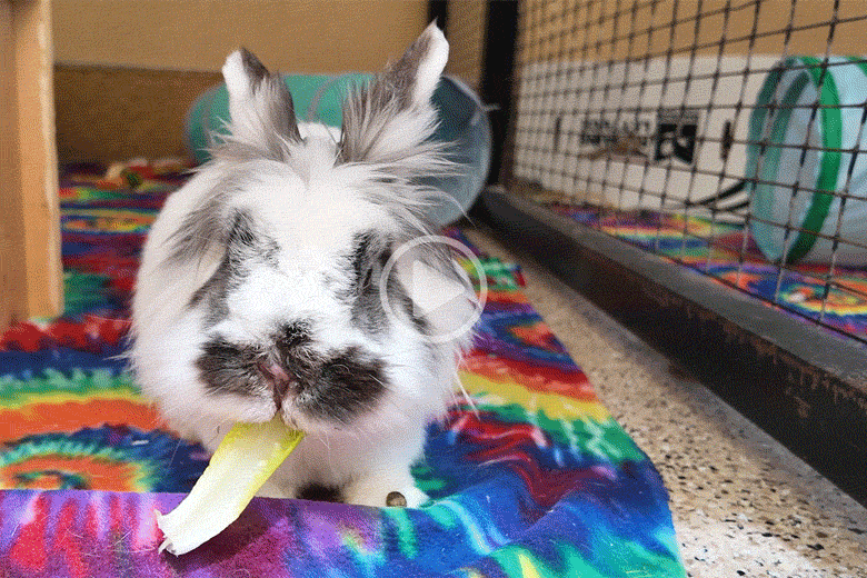 Watch the video and you'll get a front-row seat to snack time at the Bunny House