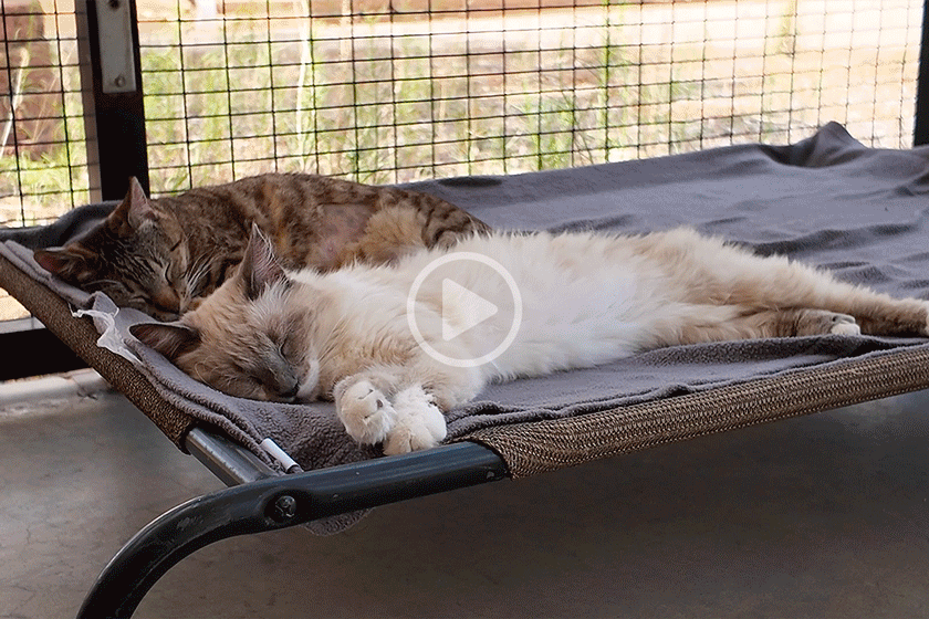 Watch this video and we'll take you inside Nap Central Station (aka Cat World at Best Friends Animal Sanctuary