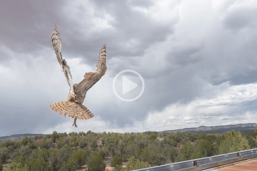 Watch the moment a rescued owl returns to the wild