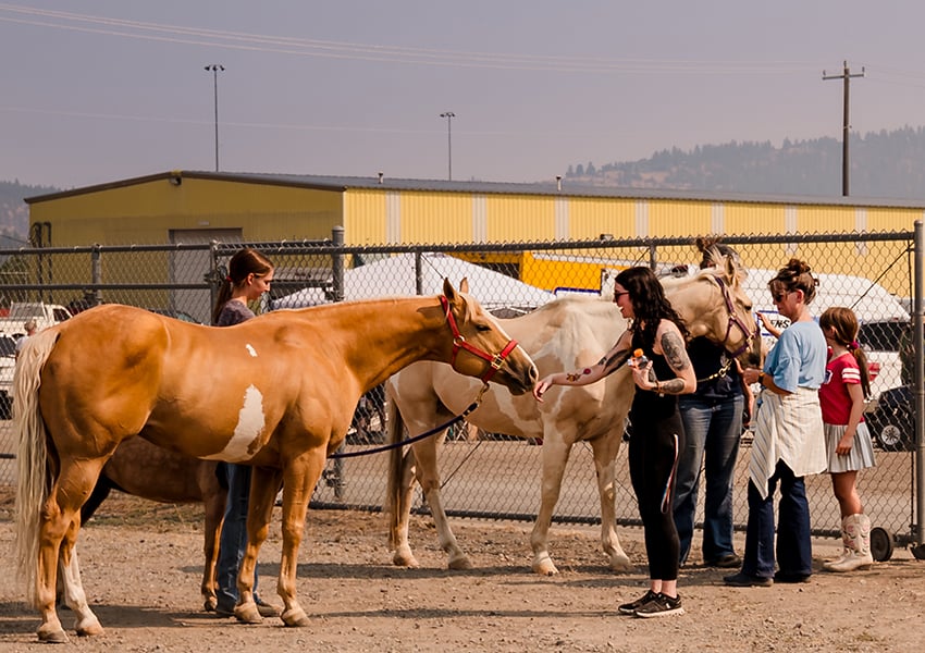 Help Spokane animals in need today