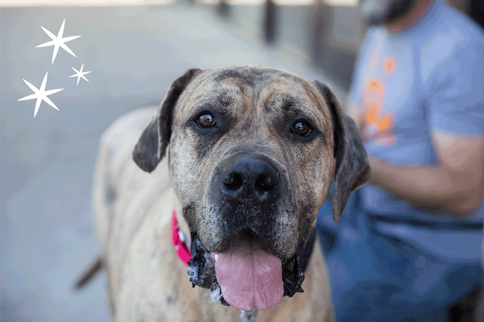 From stronger laws to safer communities, your voice made a difference for homeless pets