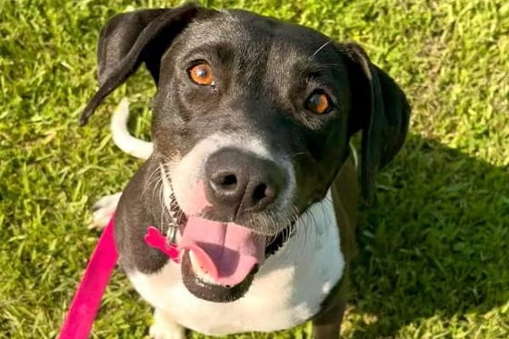 Harper is a black and white dog looking up and smiling