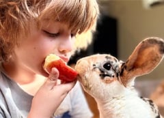 Leroy the rabbit enjoys a snack with his favorite human