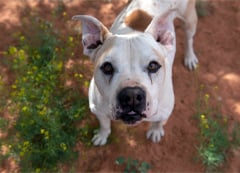 A beautiful white dog looks up at the camera