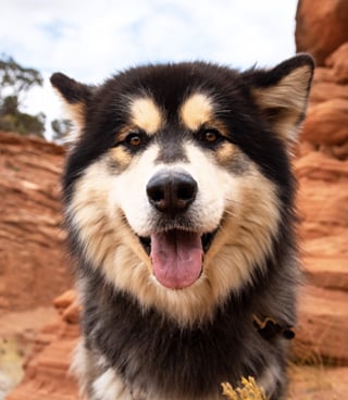 A black and white dog with pointy ears