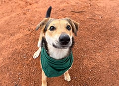 Rainbow is a smiling mixed breed dog wearing a green bandana