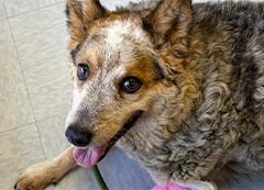 A smiling heeler dog mix named Steve shows us his smile