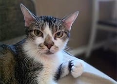 a gray and white cat lounging on the arm of a couch