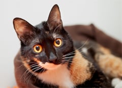 An orange and black cat named Jelly Bean