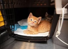 orangecat240x173