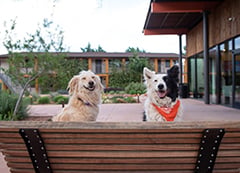 Two dogs sitting on a bench at the Best Friends Roadhouse