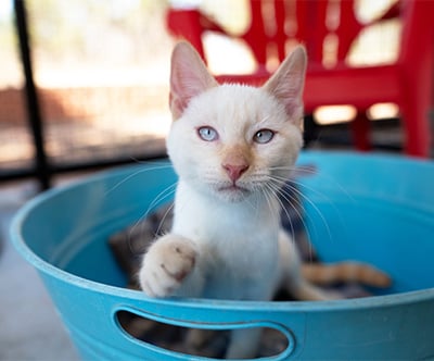 250989-CalendarVoteCampaign-400x332-dcBermuda