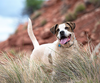 250989-CalendarVoteCampaign-400x332-dcRichard