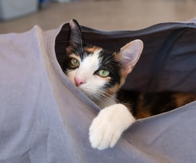 Bubbly the cat playing in a cat tunnel