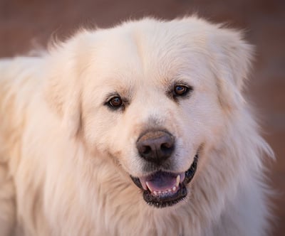 Allistair the dog: fluffy and tilting his head with his mouth open