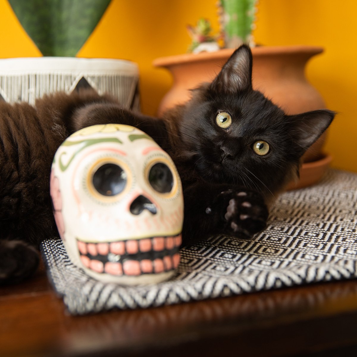 Black cat with a painted skull decoration