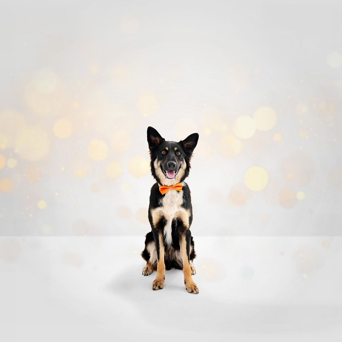 Dog smiling wearing an orange bow tie