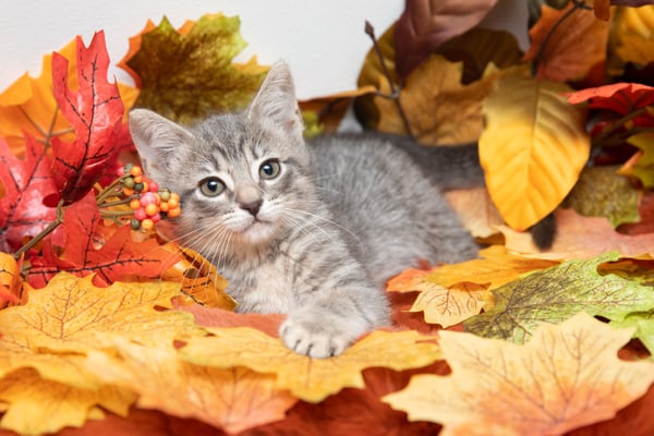 FallLeavesKitten0150sak FallLeavesKitten0150sak