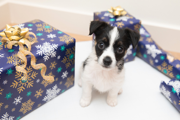 HolidayApricot1532sak