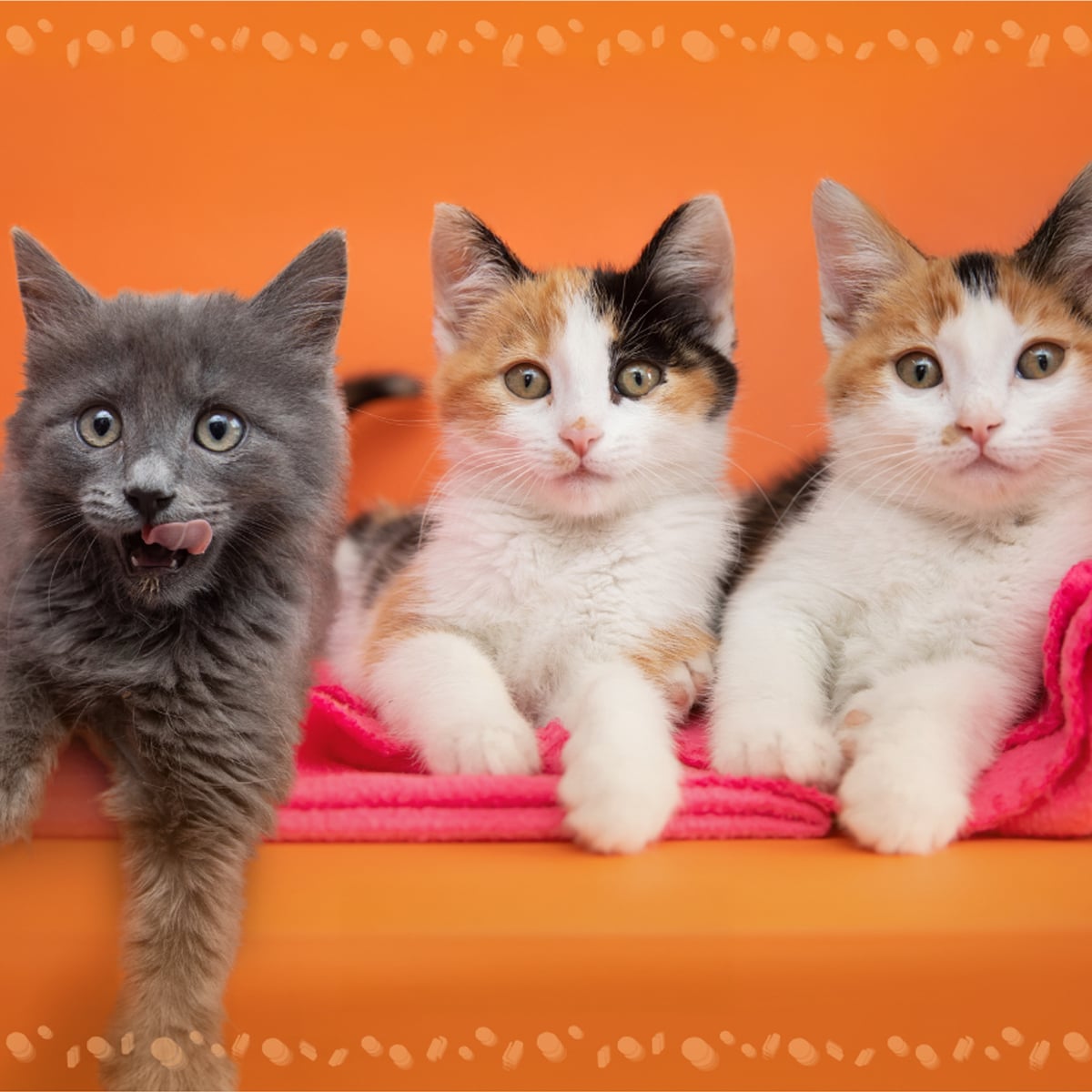 Three tiny kittens sitting side-by-side on a fuzzy blanket