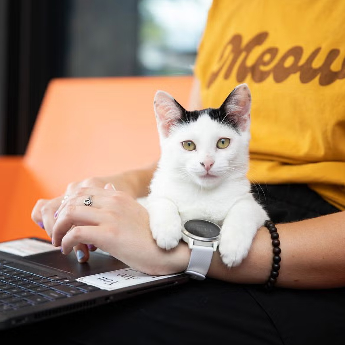 KittenComputer9025-1200x1200