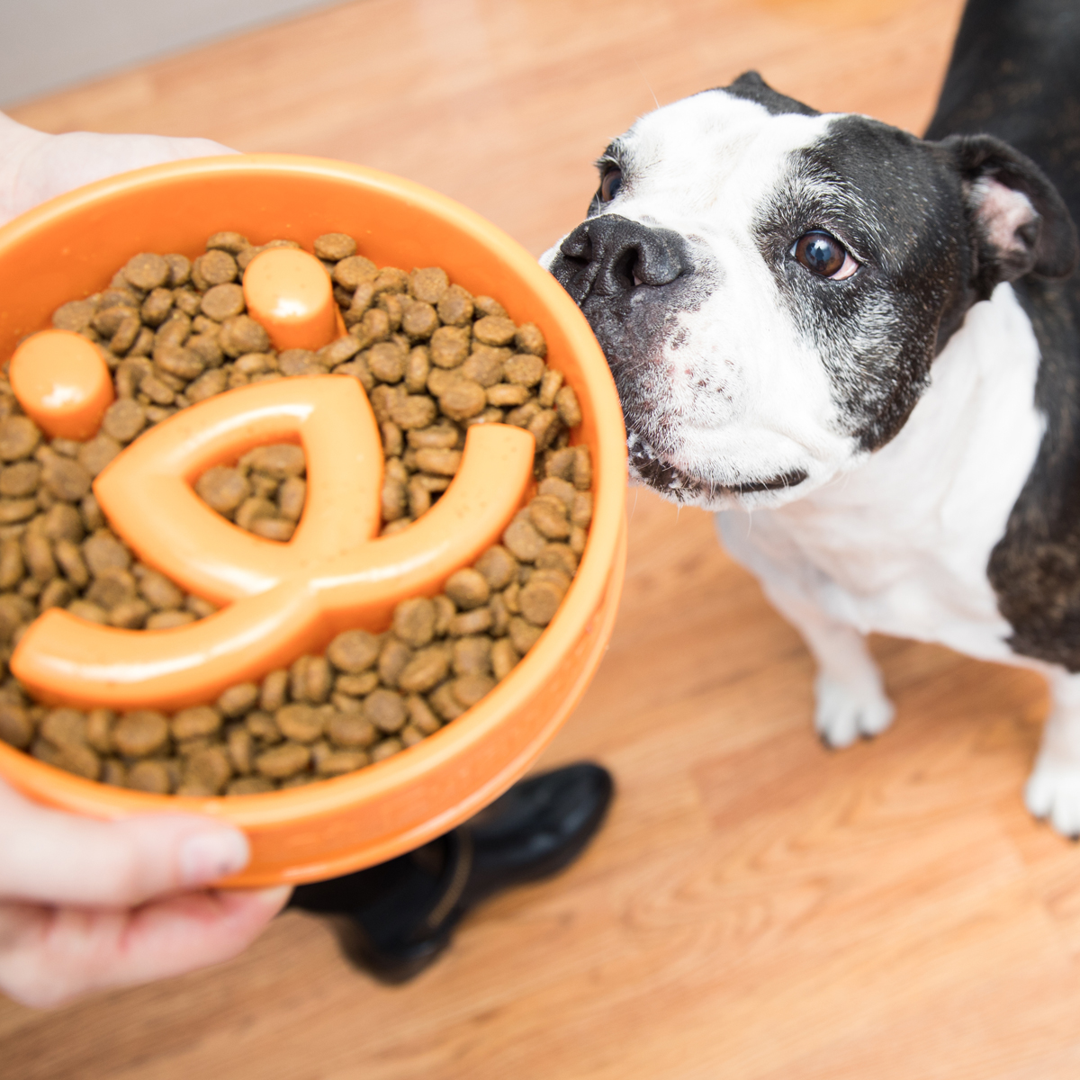 LilyFoodPuzzleSloBowl7666sak-1200x1200 LilyFoodPuzzleSloBowl7666sak-1200x1200