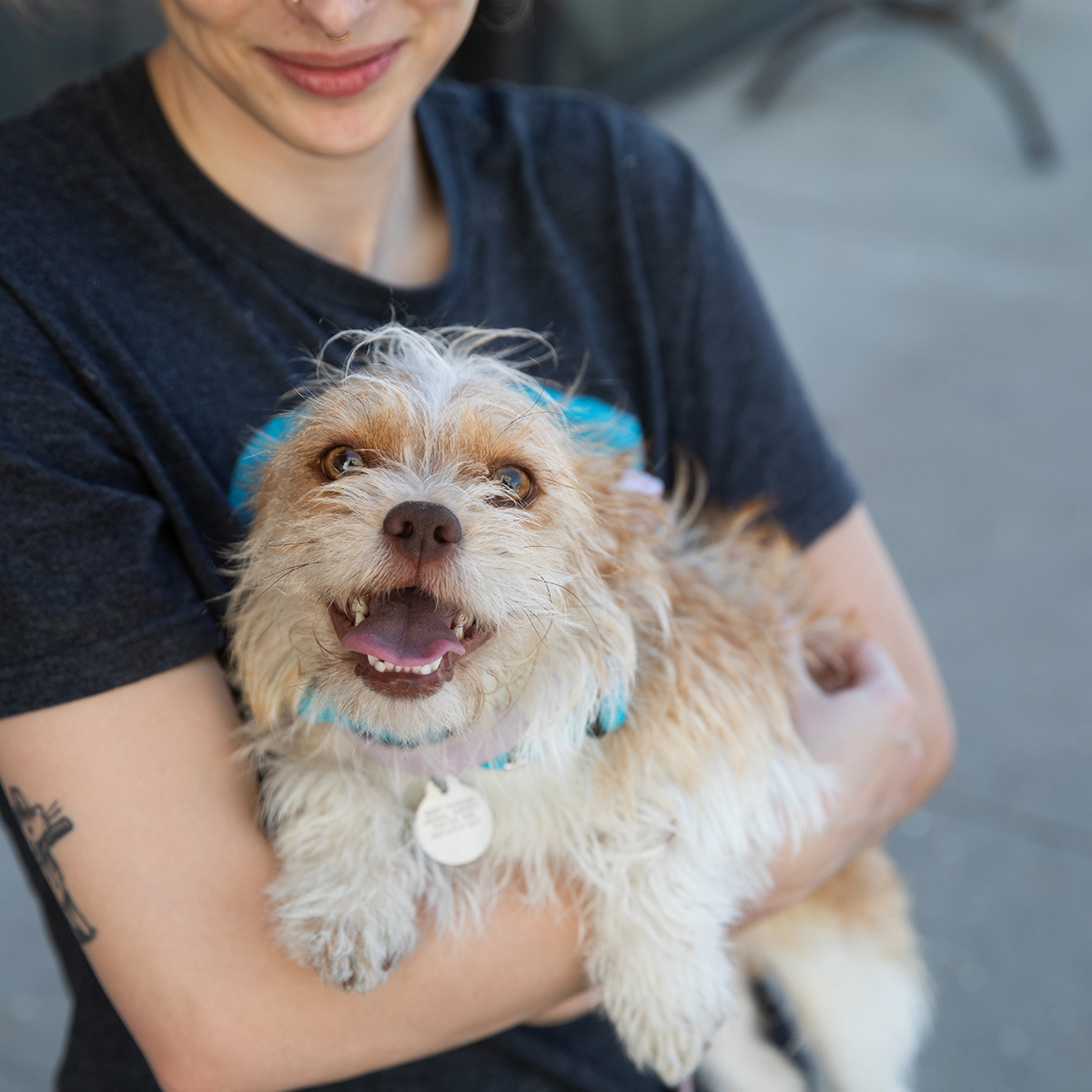Happy small white dog being held by a woman