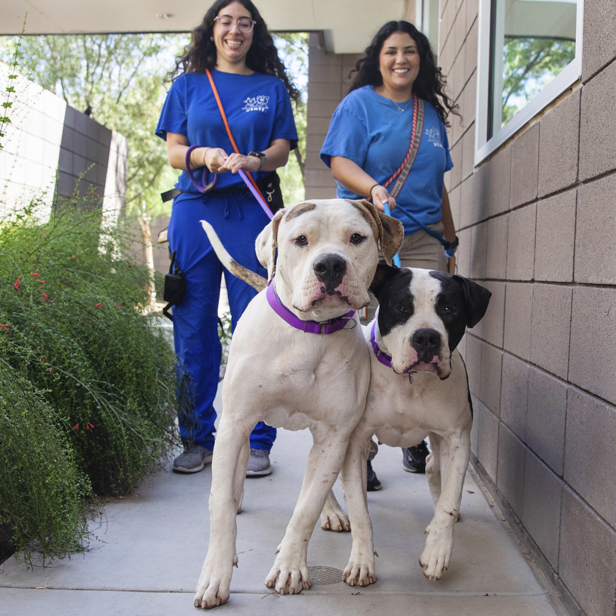 VictoriaDivinaPimaAnimalCareCenter2411sak-1200x1200