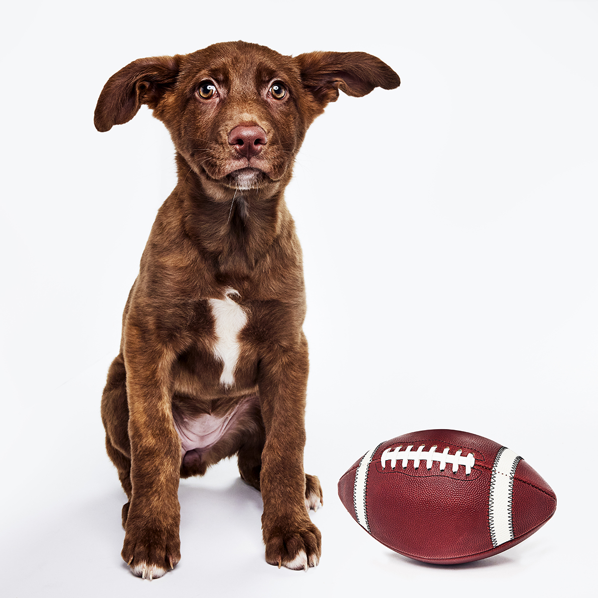 Brown puppy with a football Brown puppy with a football
